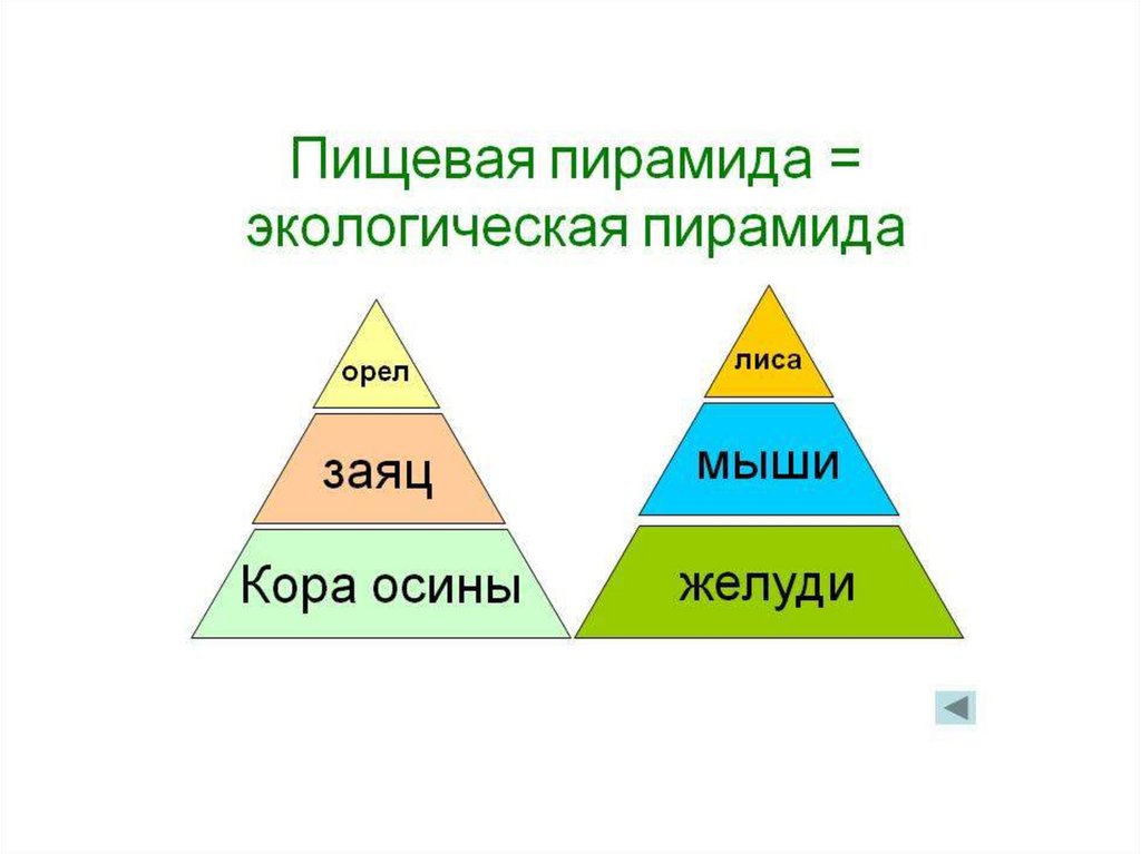 Постройте пирамиду чисел пищевой цепи. Экологическая пирамида. Пищевые пирамиды в экологии. Правило экологической пирамиды. Цепи питания и экологические пирамиды.