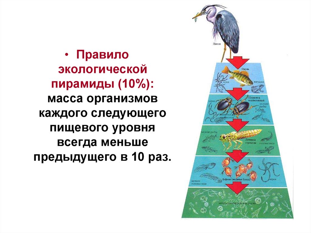 Правило 10 общество. Экологическая пирамида правило 10 процентов. Правило экологической пирамиды Линдемана. Экологические пирамиды пирамида энергии. Цепи питания и экологические пирамиды.