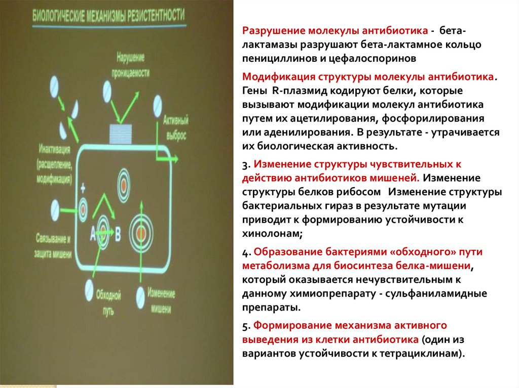 Биотехнология антибиотиков презентация