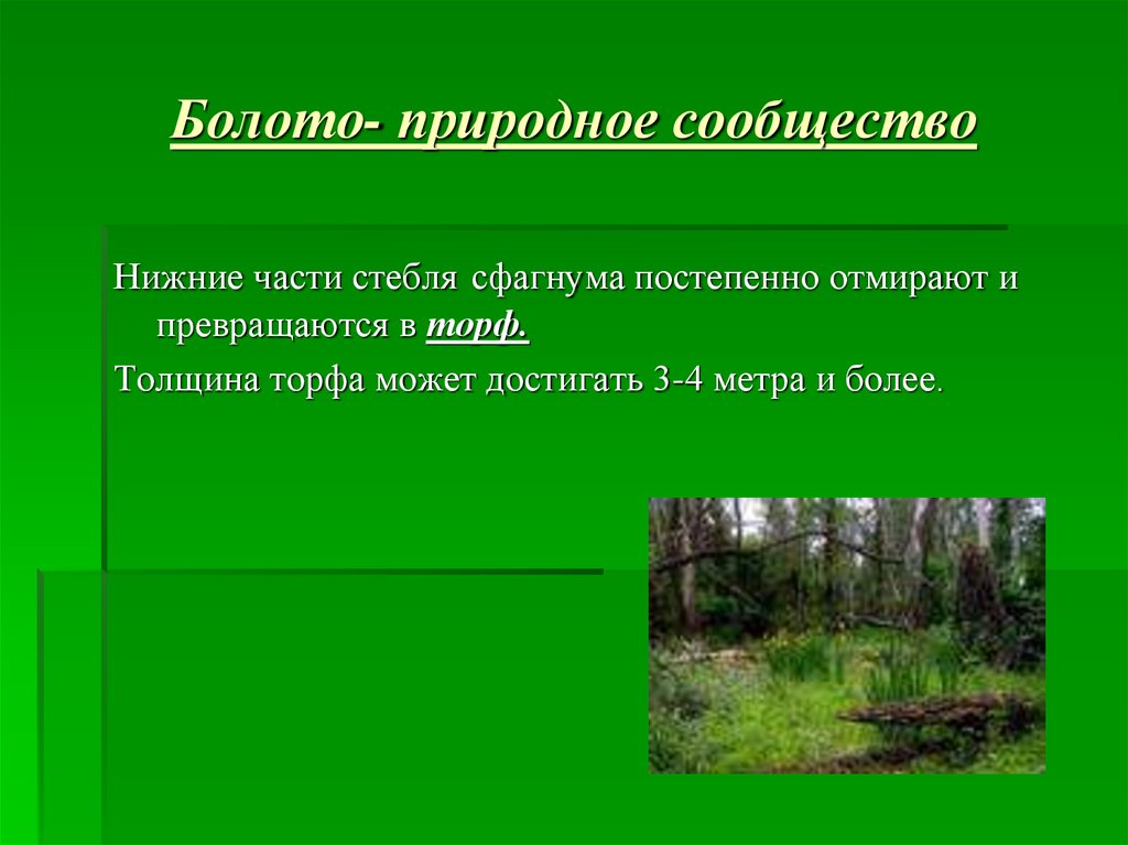 Природное сообщество это 5 класс. Природное сообщество болото. Презентация природные сообщества болото. Сообщество болото презентация. Природные условия болота.