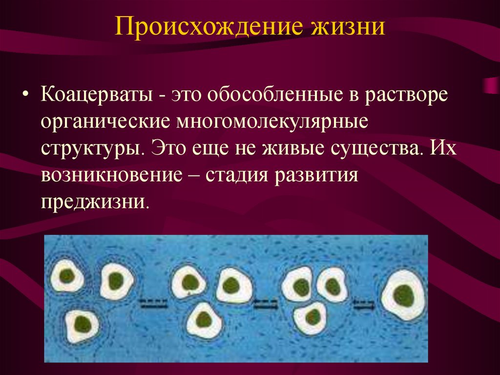 Теория происхождения первых клеточных организмов из коацерватов. Коацерваты. Возникновение коацерватов. Образование биологических полимеров и коацерватов. Происхождение жизни коацерваты.