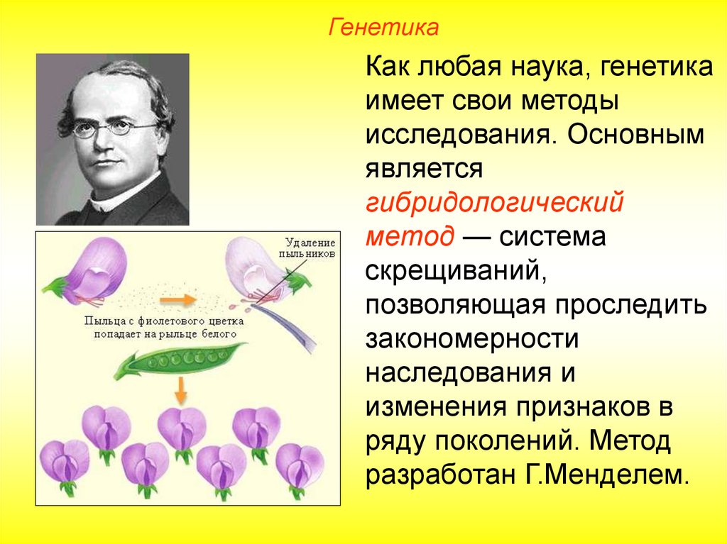 Генетика это. Генетика закономерности наследственности. Генетика закономерности наследственности и изменчивости. Генетика основные закономерности наследственности. Генетика презентация.