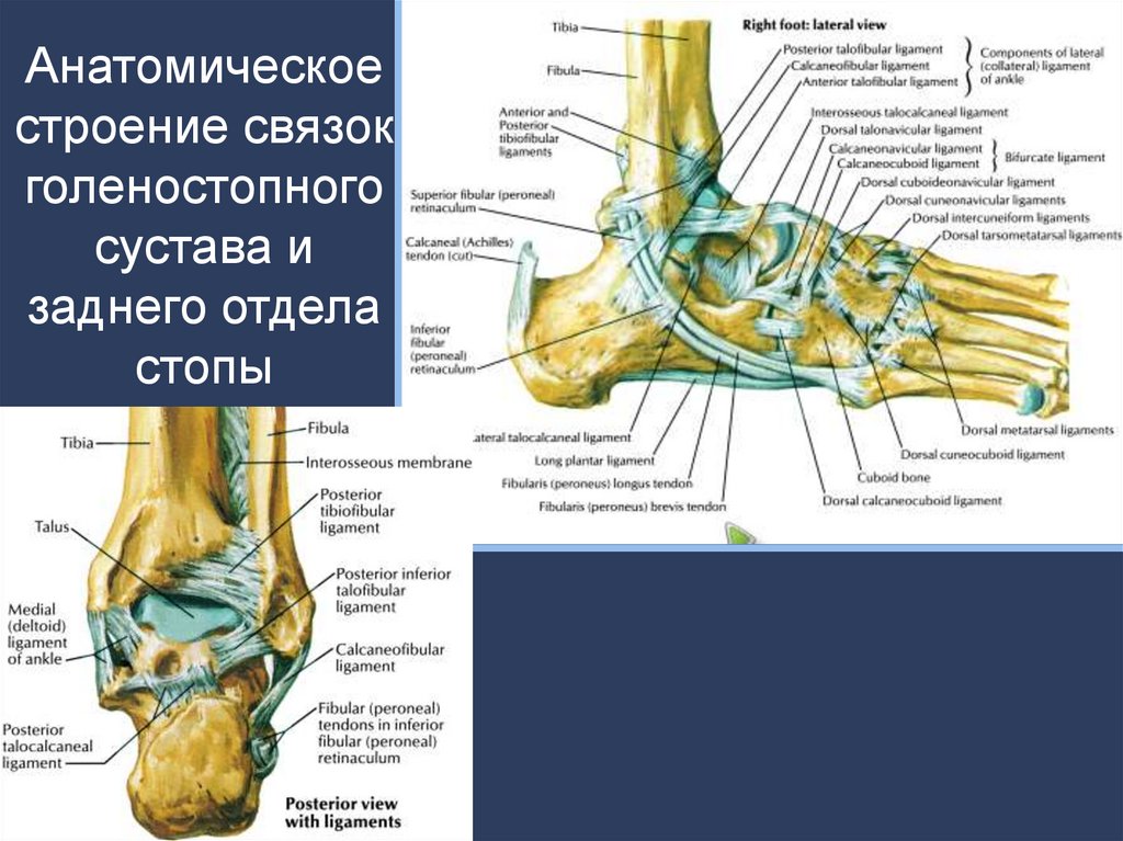 Голеностопный сустав анатомия