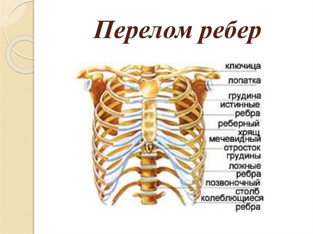 Почему кости легкие. Перелом ребра строение ребер. Строение грудной клетки спереди. Грудная клетка анатомия 10 ребро.