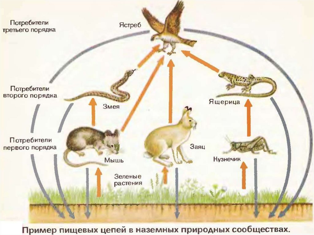 Трофические связи презентация