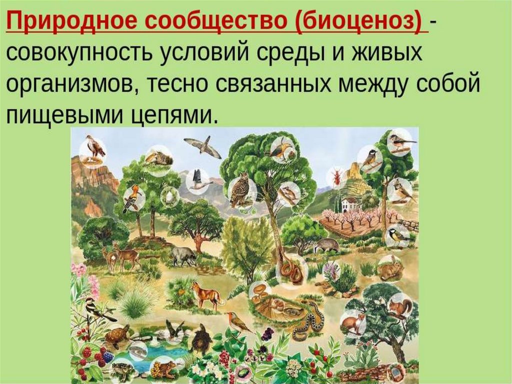 Природное сообщество - презентация онлайн