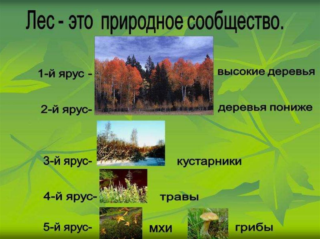 Почему лес природное сообщество. Природное сообщество лес. Ярусы природного сообщества. Природное сообщество окружающий мир. Презентация на тему лес.