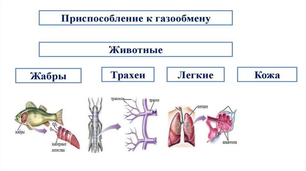 Этапы дыхания животных. Органы дыхания животных. Дыхательная система животных схема. Типы дыхания у животных. Дыхательная система позвоночных животных.