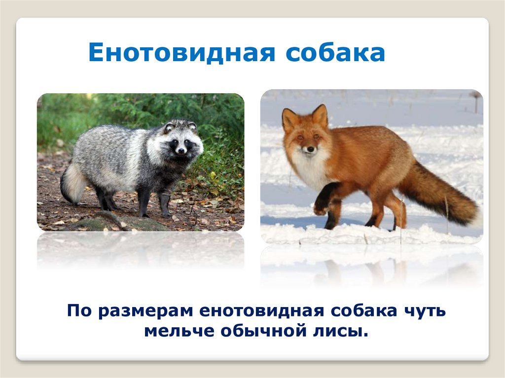Енотовидная собака - online presentation