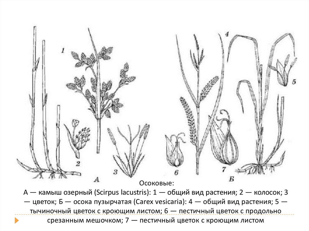 Семейство осоковые