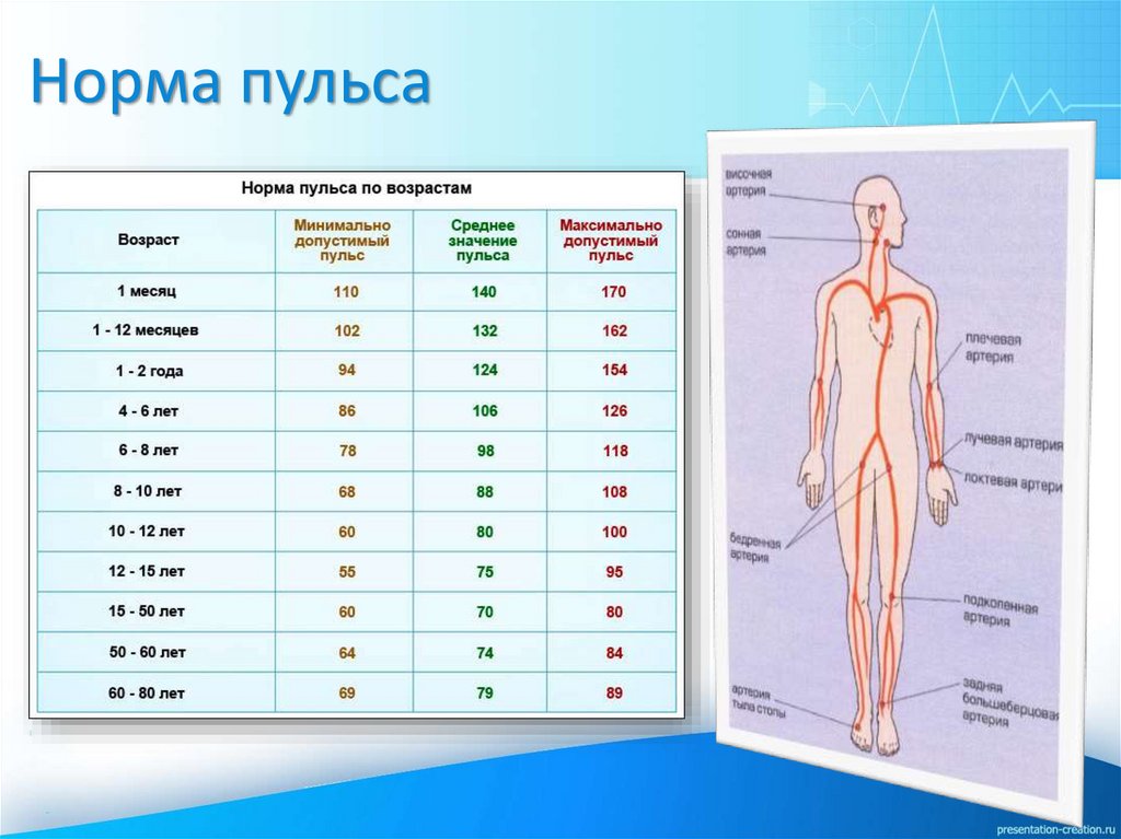 Норма пульса
