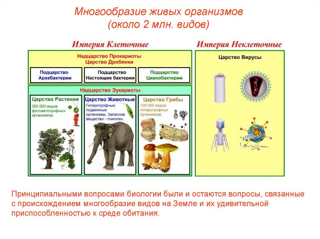 Надцарство эукариоты классификация. Надцарство эукариот царство животные.