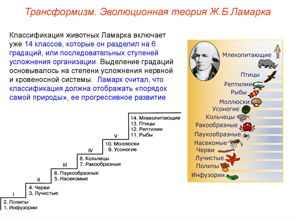 Теория эволюции это в биологии. «Лестница существ» в теории градации ж. б. Ламарка. Систематика животных по Ламарку. Трансформизм Ламарк.