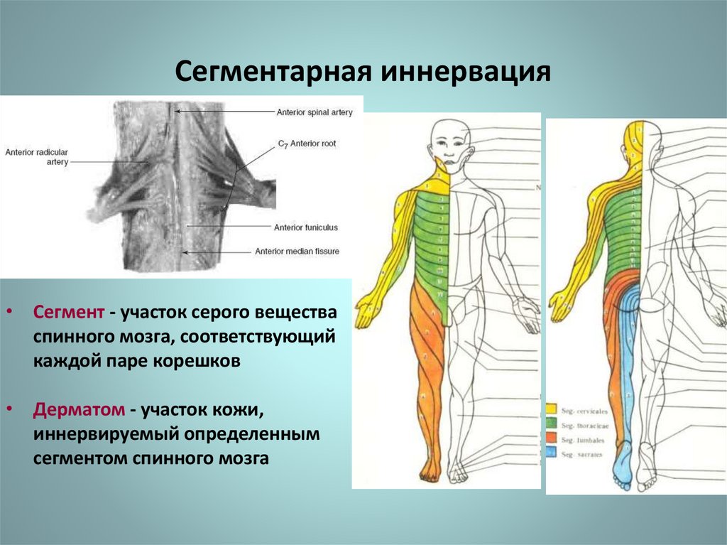 Нарушение чувствительности латынь термин