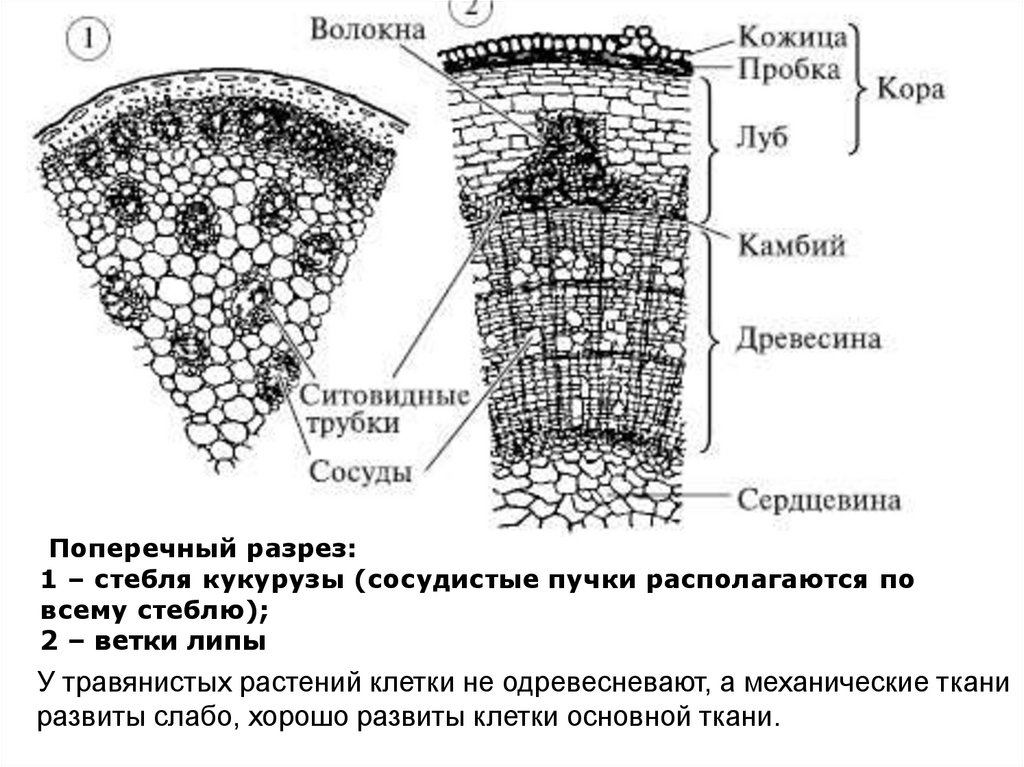 Строение стебля рисунок с подписями