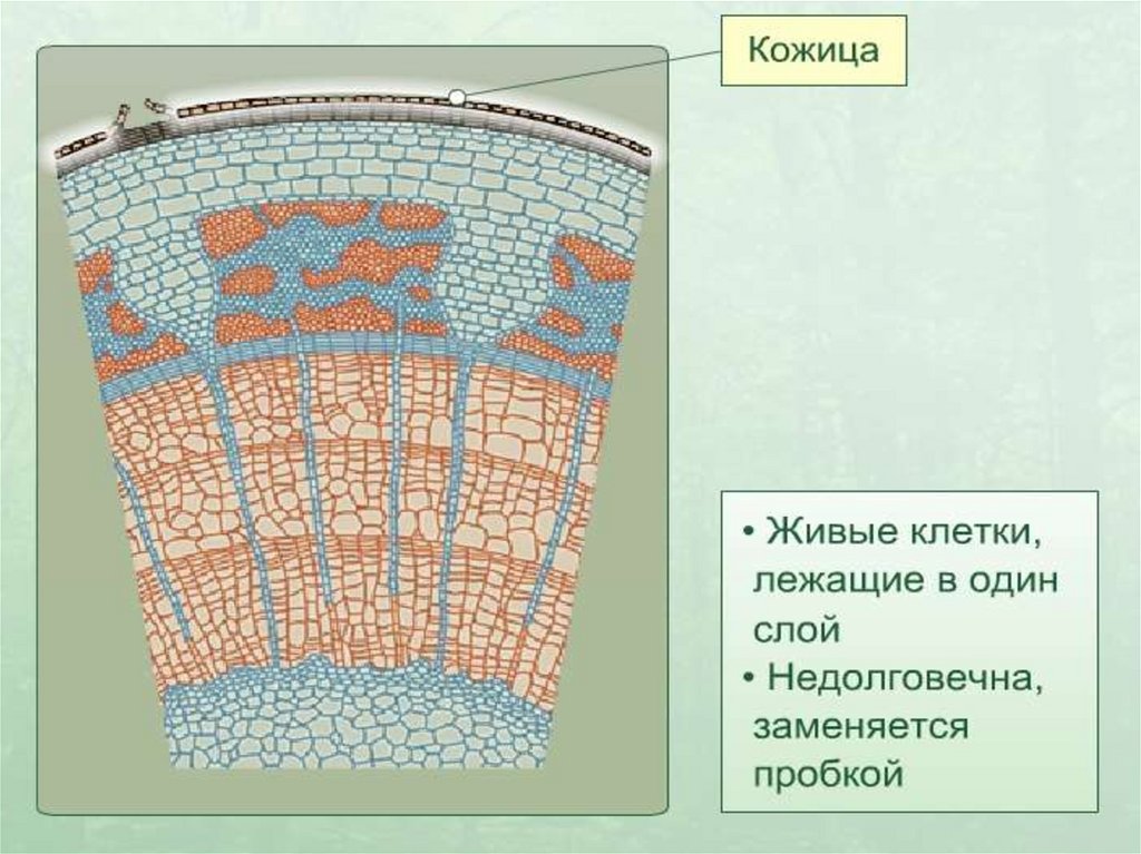 Клеточное строение стебля. Клетки стебля. Строение кожицы стебля.