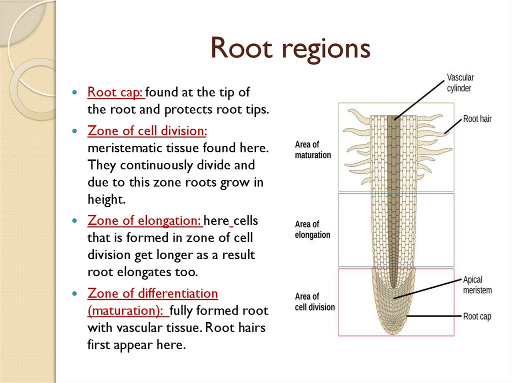 Internal structure of the root - презентация онлайн