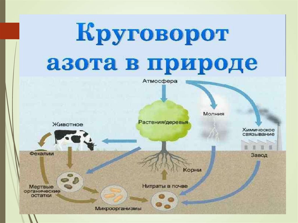 Соединения азота в почве. Круговорот углерода в биосфере. Схема круговора ахота в природе. Круговорот азота в природе схема. Биологический круговорот азота схема.
