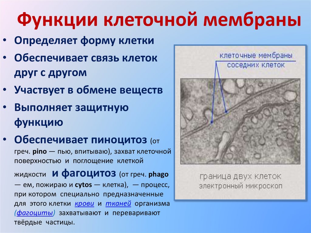 Органоиды клетки - презентация онлайн