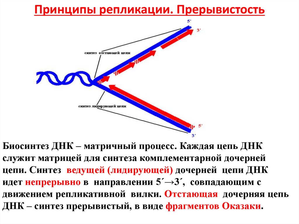 Дочерняя цепь днк. Челночный Синтез ДНК. Схема репликации ДНК эукариот. Принципы репликации ДНК прерывистость. Репликация ДНК Оказаки.