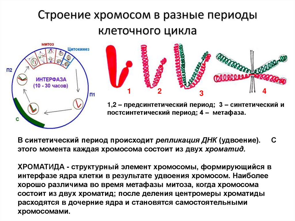 Хромосомы 10 класс. Динамика структуры хромосом в клеточном цикле. Строение хромосом в митозе. Динамика структуры хромосомы в митотическом цикле. Структура хромосом в митотическом цикле.