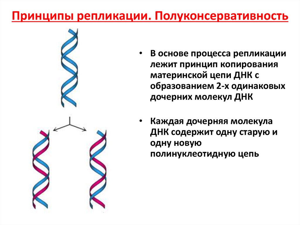 Порядок репликации днк. Принципы репликации ДНК. Принцип полуконсервативности репликации ДНК. Репликация молекулы ДНК. Полуконсервативный механизм репликации ДНК.