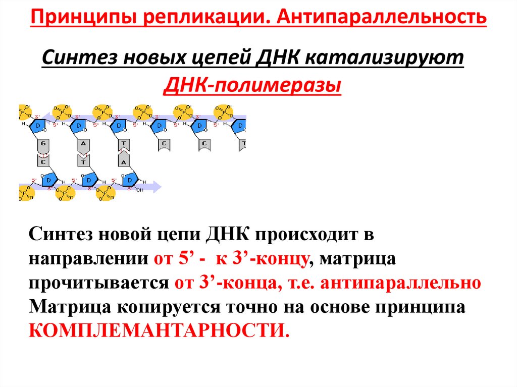 Цепи днк антипараллельны. Антопораллельность репликации ДНК. Антипараллельность репликации ДНК. Задачи на антипараллельность. Принципы репликации ДНК антипараллельность.