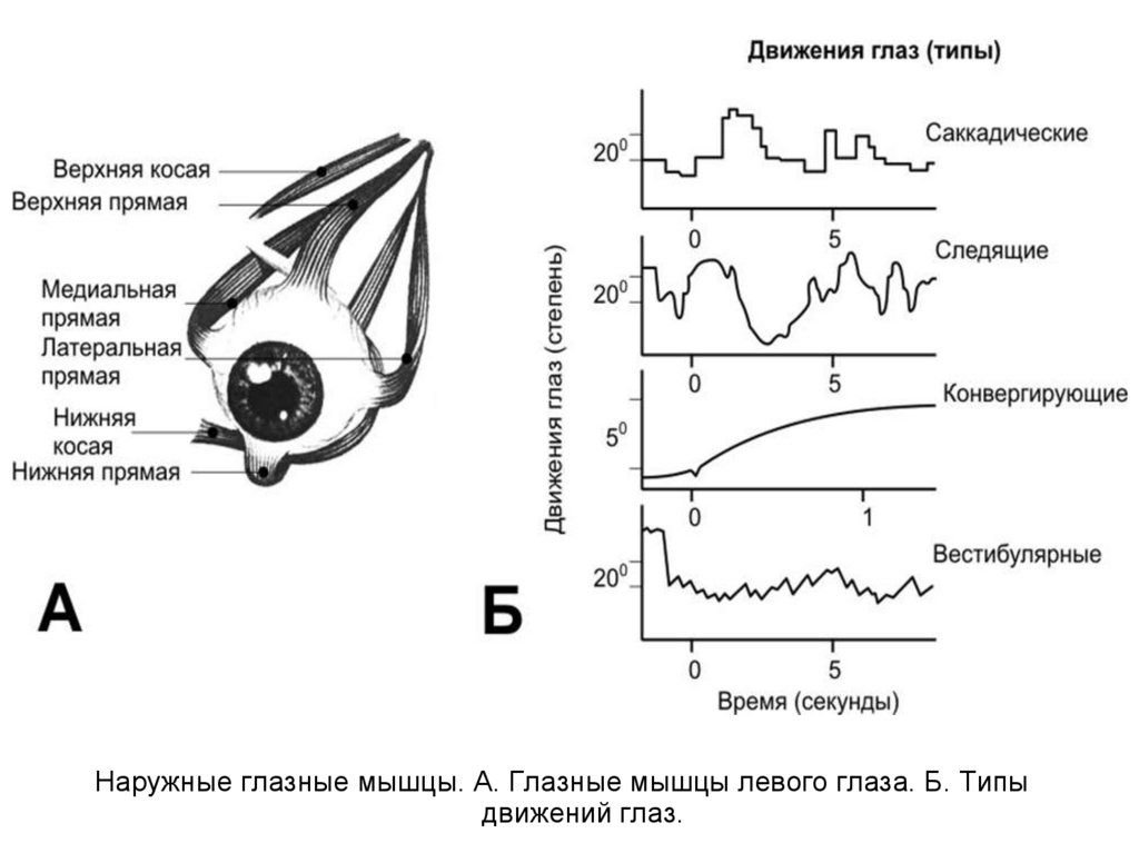 Движение зрение. Виды движения глаз. Движения глаз физиология. Саккадическое движение глаз. Плавные движения глаз.