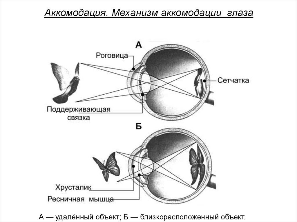 Какие характеристики хрусталика обеспечивают его аккомодацию. Аккомодация глаза. Механизмы аккомодации глаза. Аппарат аккомодации глаза схема. Механизм аккомодации глаза схема. Схема аккомодации хрусталика.