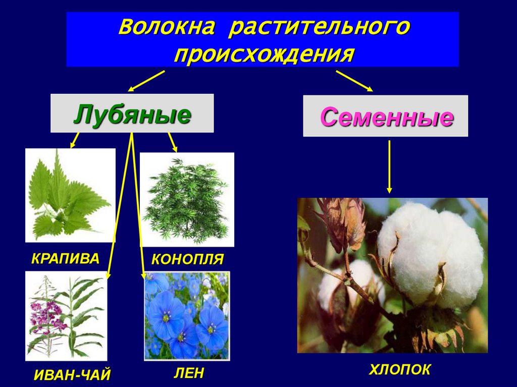 У каких растений 5 тканей. Волокна растительного происхождения. Растительные волокна хлопок. Хлопок растительного происхождения. Природные волокна растительного происхождения.