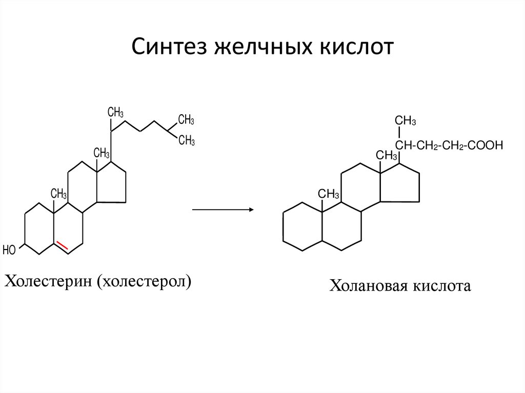 Схема образования желчных кислот