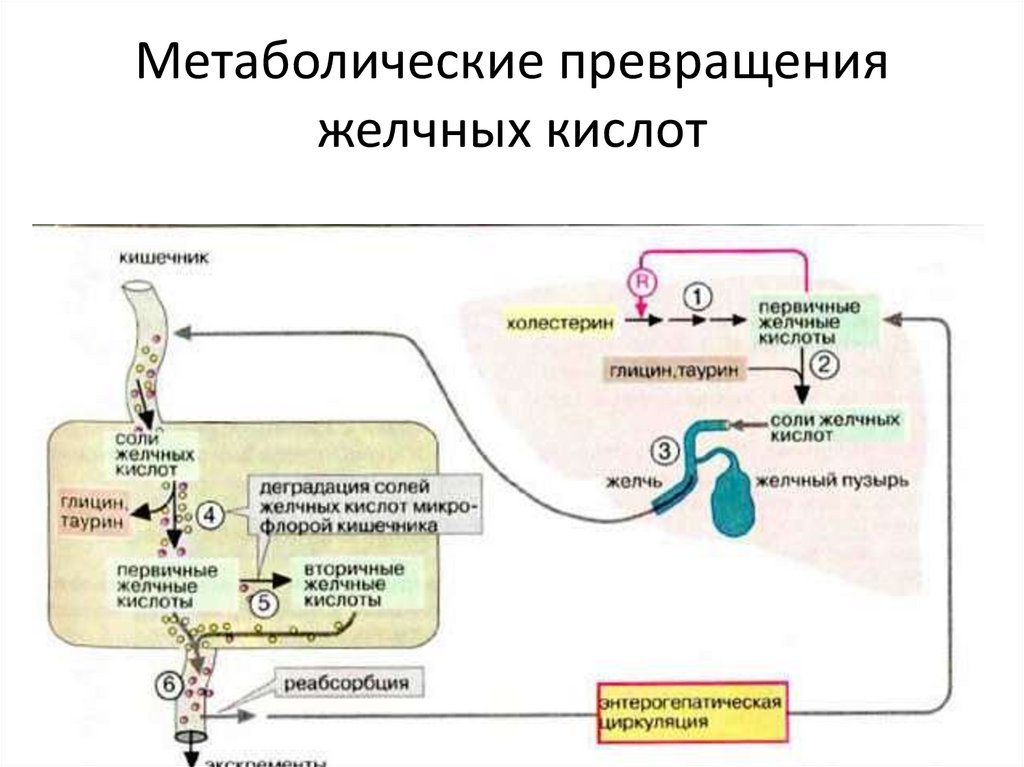 Схема синтеза желчных кислот