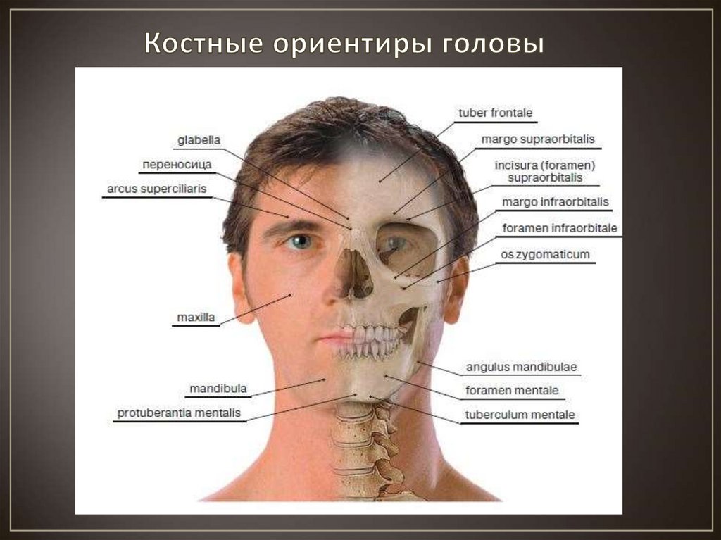 Костные ориентиры головы