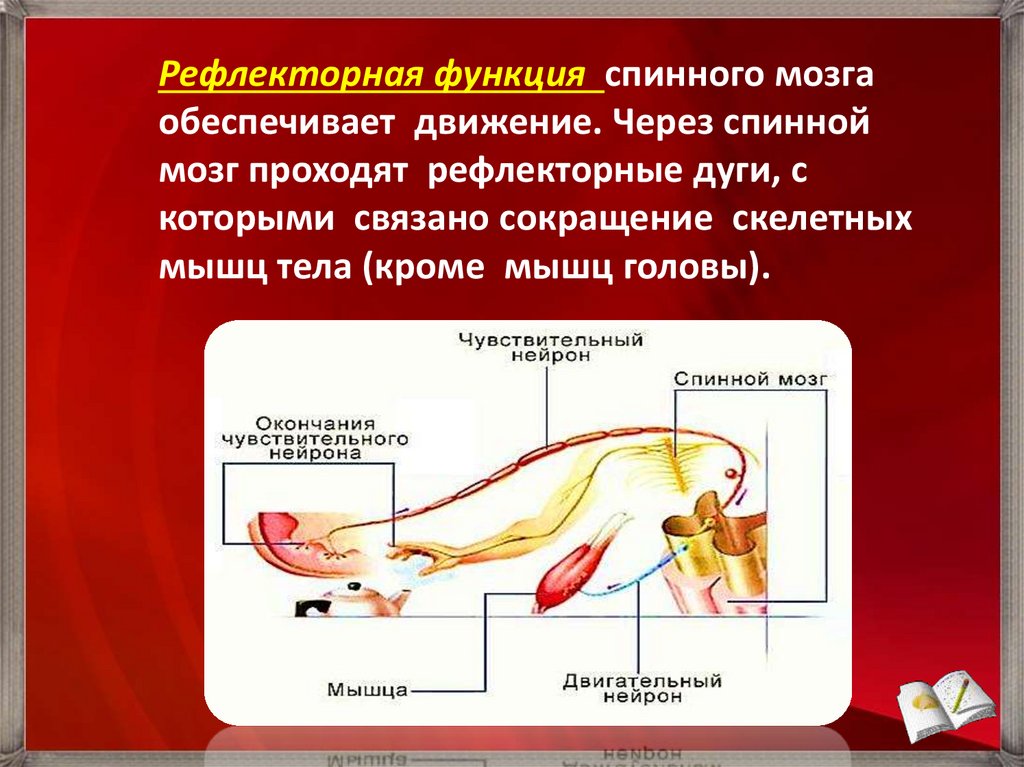 Примеры рефлекторных актов при участии спинного мозга. Рефлекторная функция спинного мозга. Рефлекторная дуга пищеварения. Кроссворд на тему спинной мозг.