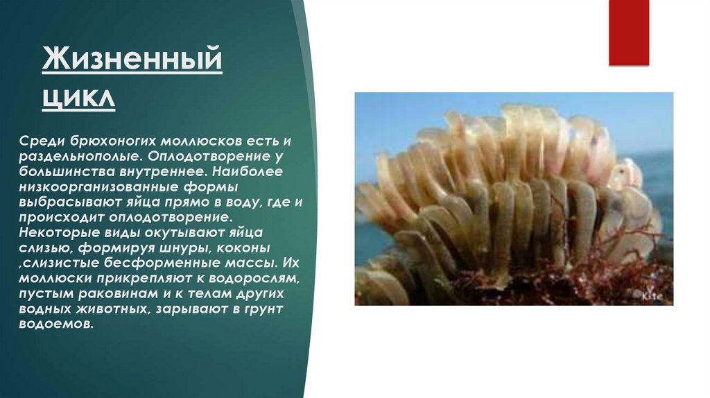 Моллюски - презентация онлайн