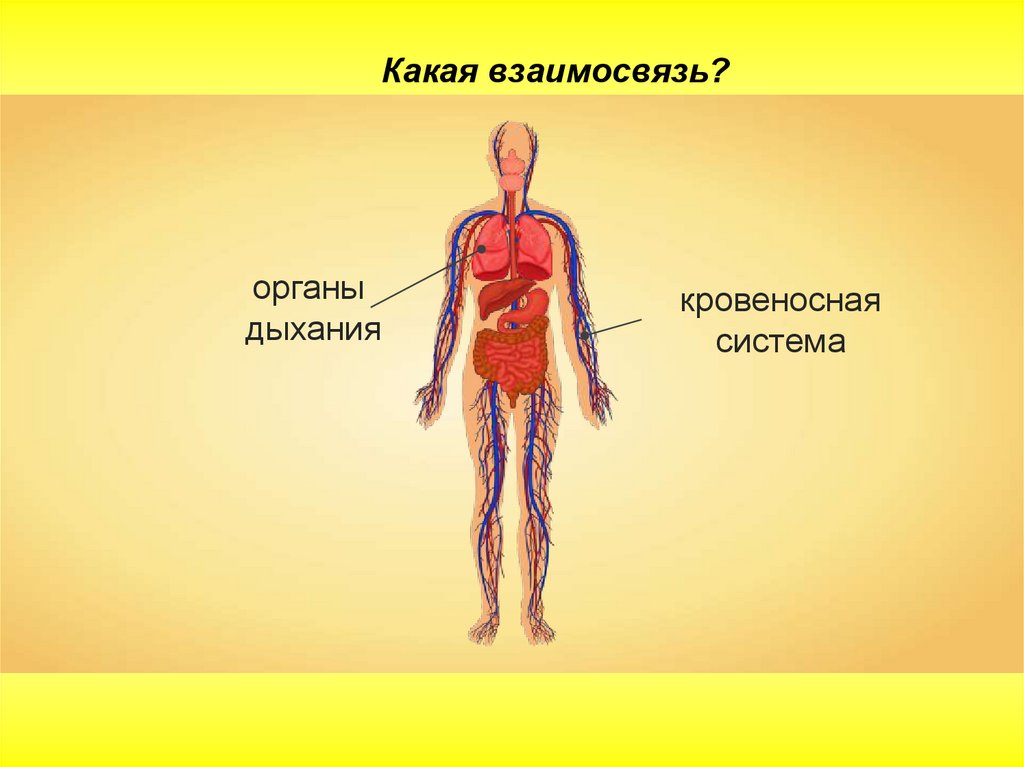 В чем заключается связь кровеносной и дыхательной. Кровеносная и дыхательная система человека. Схема кровеносной и дыхательной систем человека. Взаимосвязь кровеносной и дыхательной системы человека. Дыхательная система кр.