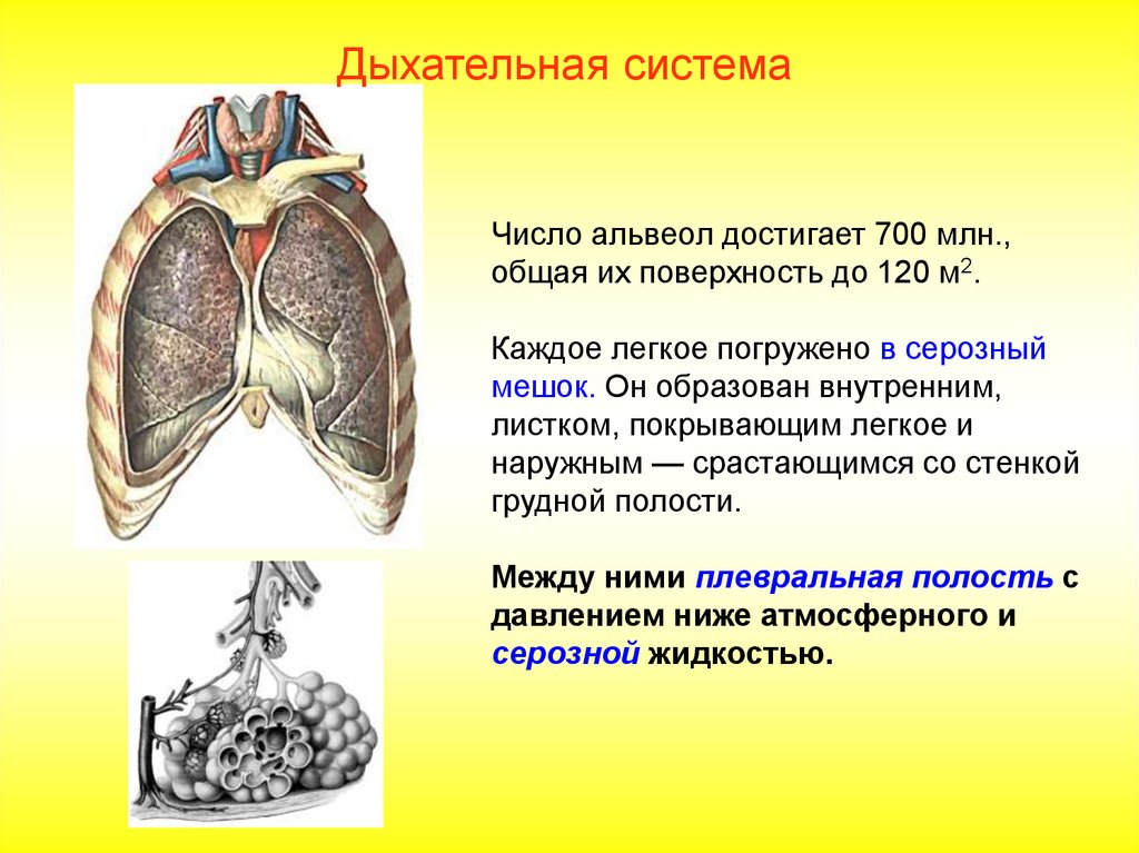 Мантия это орган дыхания