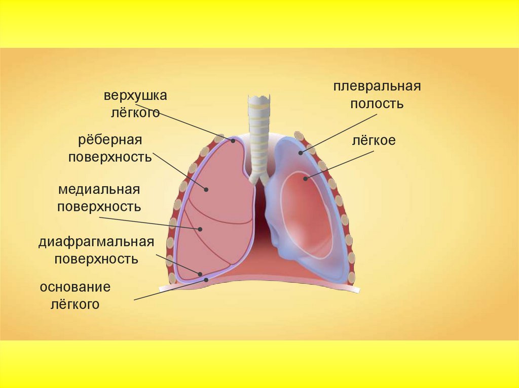 Органы плевральной полости. Строение легких медиальная поверхность. Строение лёгких человека плевра. Плевральная полость 6)  плевра. Дыхательная система человека плевральная полость.