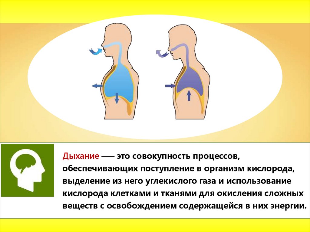 Дыхательная система простейших