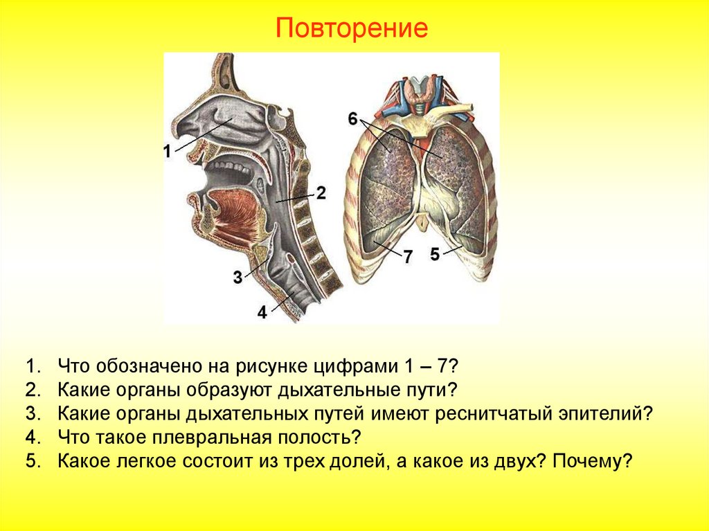 Органов дыхания с целью