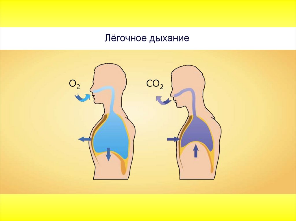 Особенности внутреннего дыхания