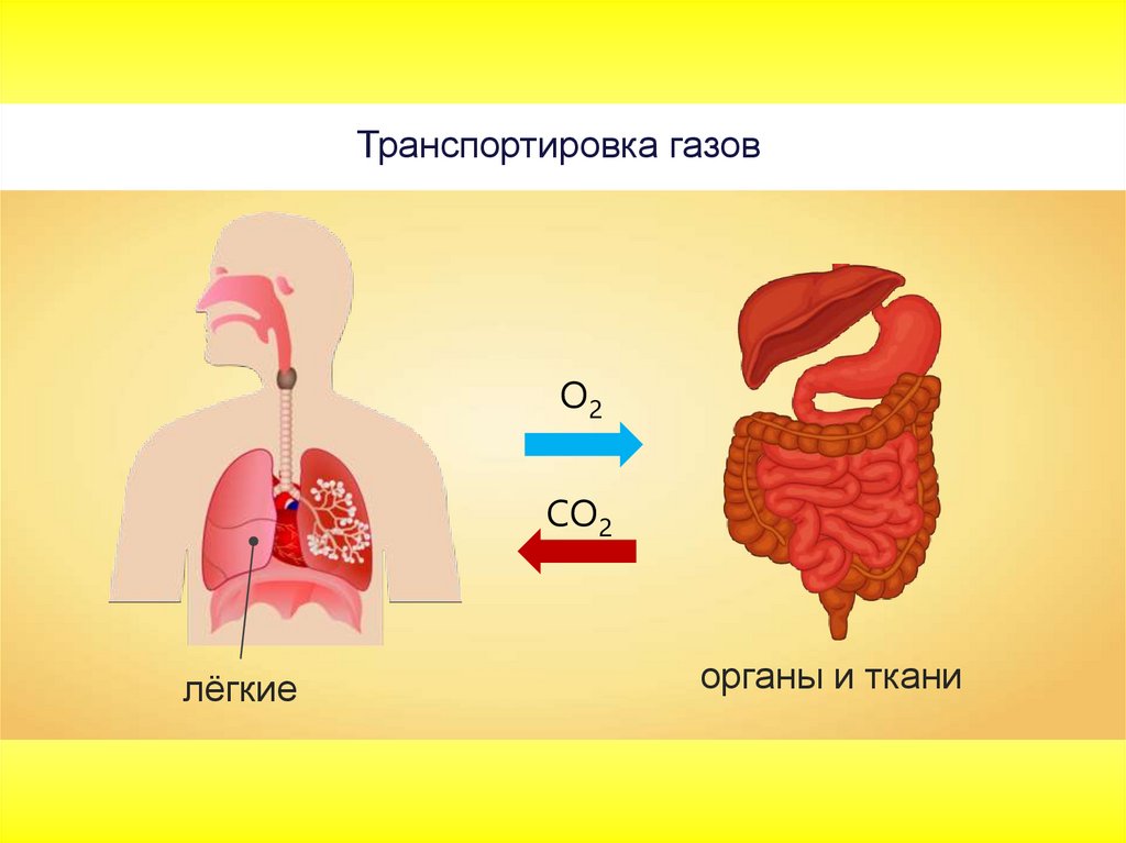 Органы дыхания лекция