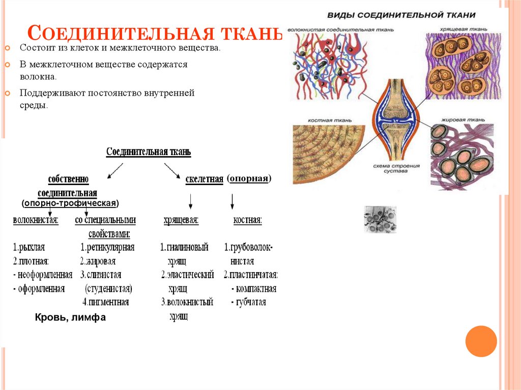 Соединительная ткань особенности таблица