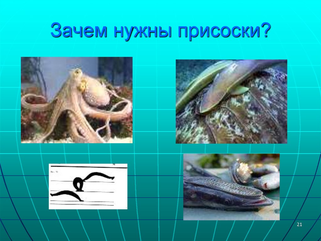 Зачем нужны присоски?