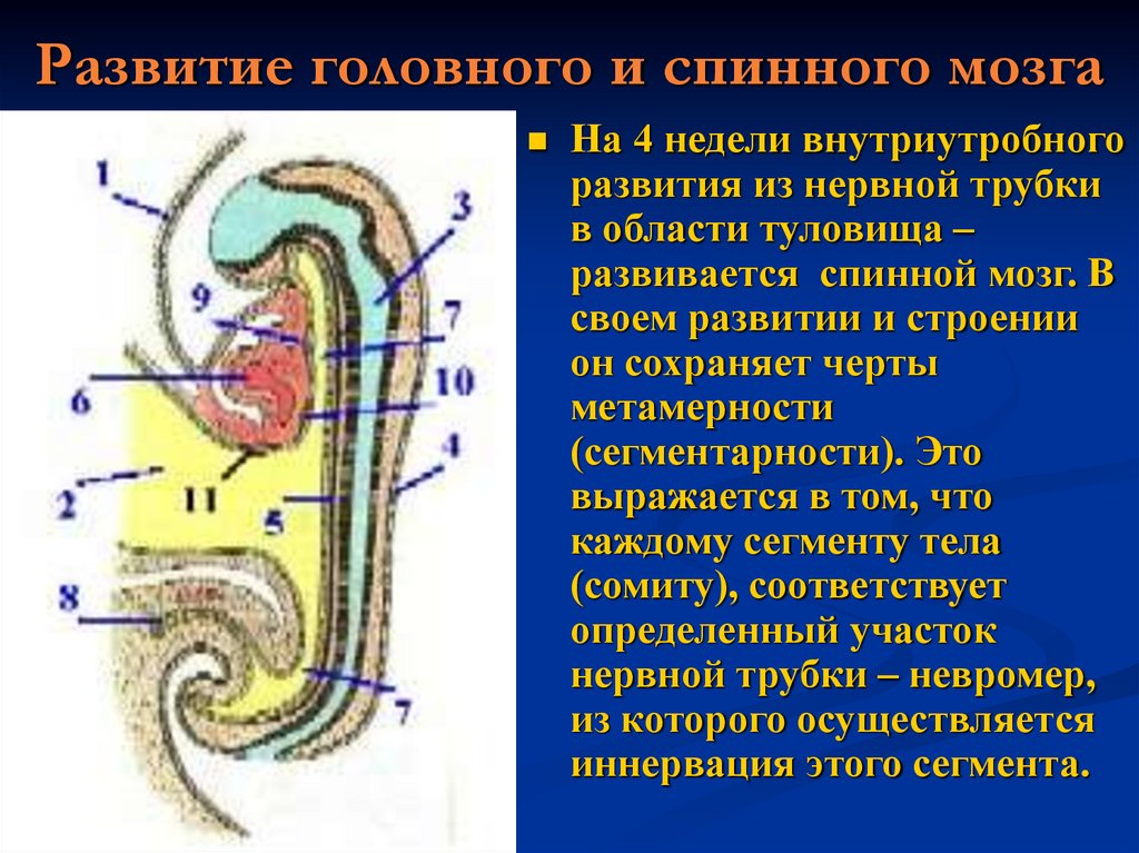 Развитие головного. Основные этапы развития спинного и головного мозга. Развитие спинного мозга. Стадий развития спинного мозга. Стадии формирования спинного мозга.