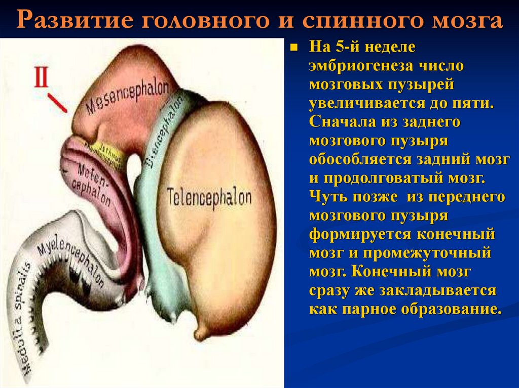 Развитие головного. Эмбриогенез спинного мозга. Развитие спинного и головного мозга. Эволюция спинного и головного мозга. Формирование спинного мозга в эмбриогенезе.