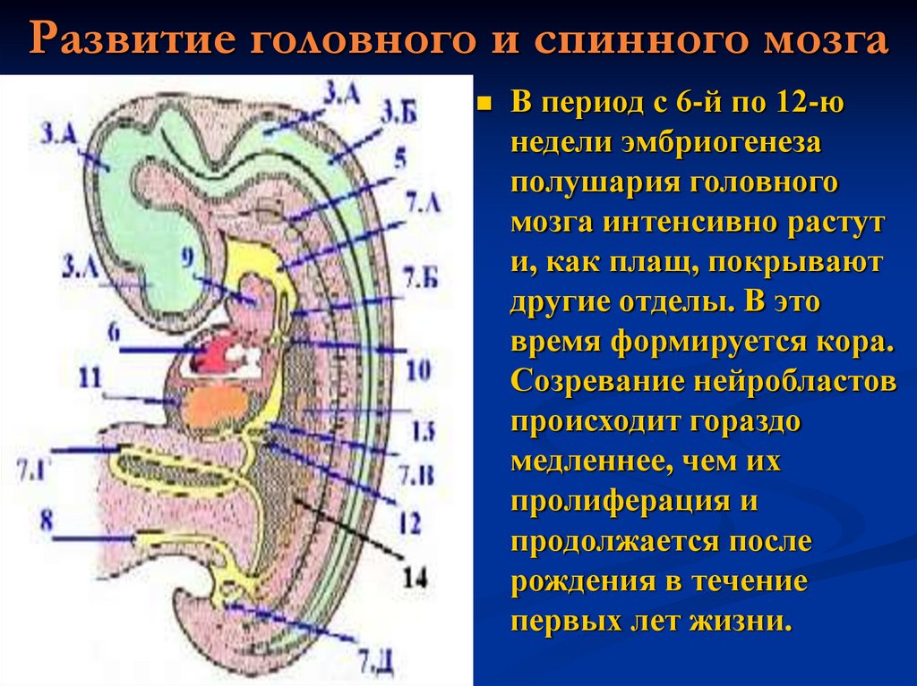 Развитие головного