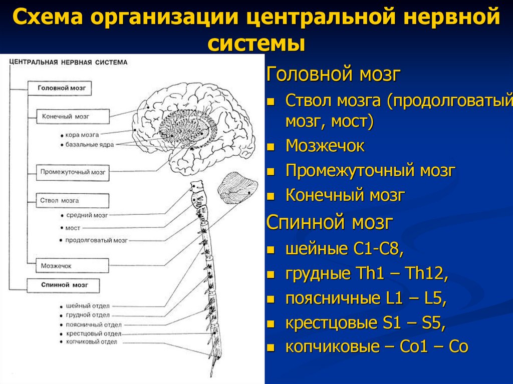 Какие отделы мозга входят в состав ствола. Центральная нервная система схема головной мозг. Строение ЦНС схема. ЦНС головной мозг строение. Центральная нервная система схема спинной мозг головной мозг.