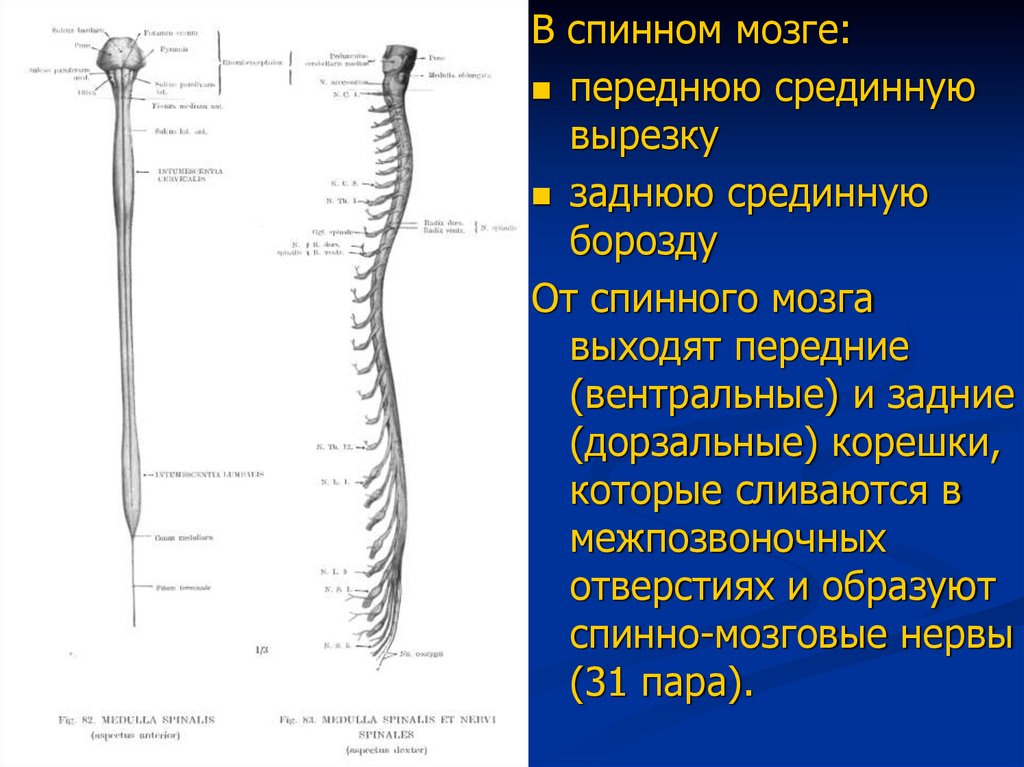 Спинной мозг внешнее строение. Спинной мозг вид спереди и сзади. Спинной мозг вид спереди. Морфология спинного мозга. Спинной мозг вид спереди и вид сзади.