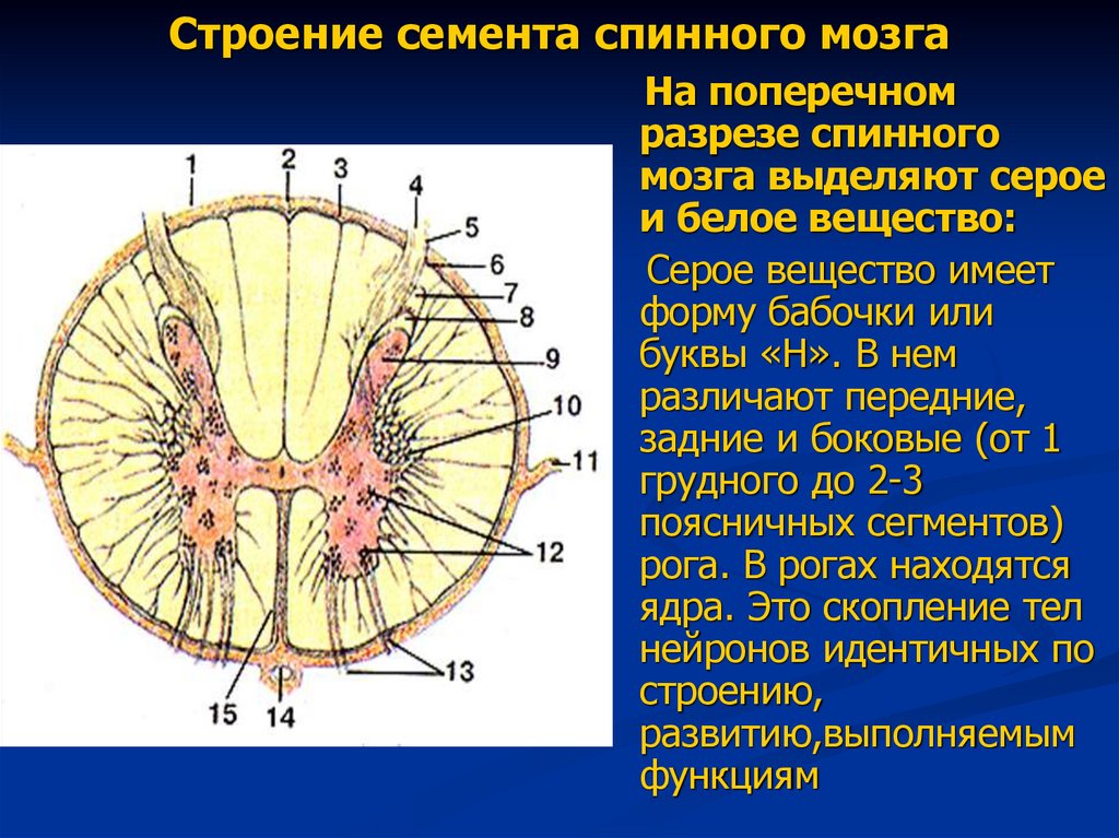 Спинной мозг дуга